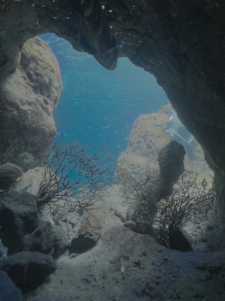 photograph of an underwater cave-like environment with coral and fish in the background