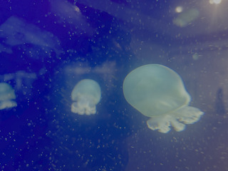 close-up photograph of an jellyfish